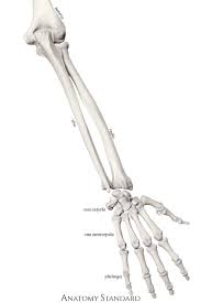 Anatomy study of bones in your arm. Bones Of The Arm Radius