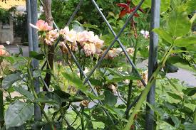 Schneiden sie beispielsweise im herbst, sind die geschwächten pflanzen unnötig der harschen winterkälte ausgesetzt, was sie nicht immer überleben. Alte Rosen Pflegen Richtig Umpflanzen Und Schneiden Hausgarten Net