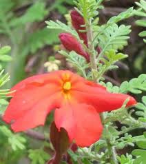 Image result for Harveya