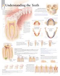 understanding the teeth