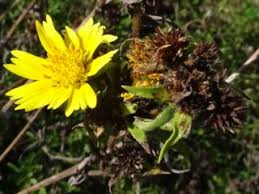 Image result for Guizotia scabra