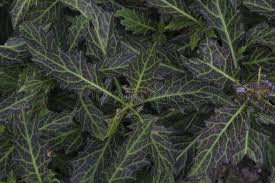 Image result for Gynura pseudochina