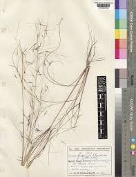 Image result for Aristida stipoides