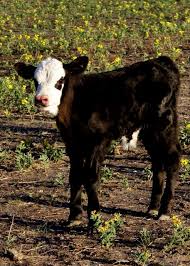 Creature Comforts Cute Cows Baby Cows Cow Pictures