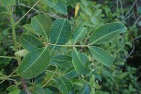 Image result for Commiphora schlechteri