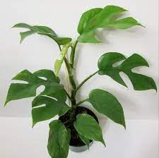 Mini Monstera Rhaphidophora Tetraspermas Rare Plant Philodendron Ginny Rare Plants Plant Goals Plants