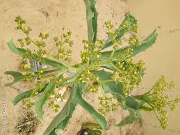 Image result for Cyphostemma glandulosissimum