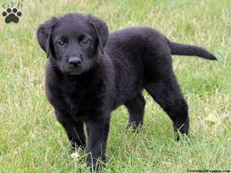 Black And White Dachshund Beagle Mix Black Lab Chow Mix Puppy Dog Gallery Images