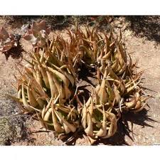 Image result for Aloe lutescens
