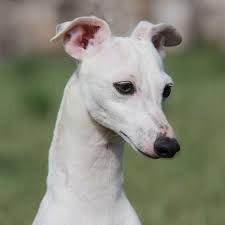 Black And White Greyhound Dog About Time S Silver Lining Pure White Italian Greyhound With Black Eyeliner And Nose Italian Greyhound Dog Pets Italian Greyhound