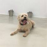 Hours may change under current circumstances Doggy Daycare Boarding Bark Pet Resort Myrtle Beach