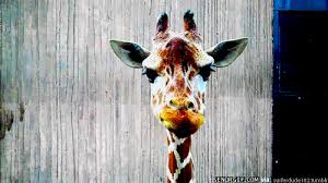 Discover and share the best gifs on tenor. I Can Has Cheezburger Chewing Page 6 Funny Animals Online Cheezburger