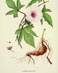 Image result for Ipomoea polymorpha