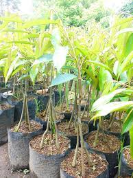 Saking enaknya, kepopuleran durian ini bahkan menyaingi durian durian musang king dianggap sebagai raja durian. Jual Bibit Durian Musang King Kaki Tiga Unik Dan Cepat Berbuah Gbb Kab Purworejo Griya Bibit Buah Unggul Tokopedia