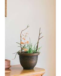 Aloe vera (and other aloes) have been used for a long time in various cultures, for its actions on conditions such as: How Much Sun Does An Aloe Vera Plant Need Gardening Solved