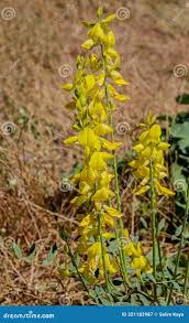 Image result for Crotalaria juncea