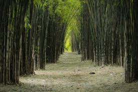 The right background will not distract your viewer from the focal point of your creative project. Pin Oleh Devyta Arief Di Hutan Hutan