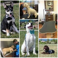 This was our first time using the aussie pet mobile service. The 46 Best Dog Groomers In Greater Cleveland According To Yelp For 2019 Cleveland Com