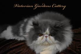 A breeder is not your only option for acquiring a persian. Adopted Persian And Himalayan Adult Cats