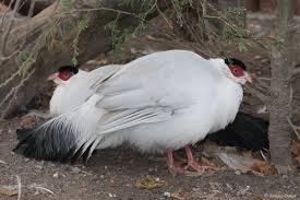 White Eared Pheasant Crossoptilon Crossoptilon Google Search Kusu