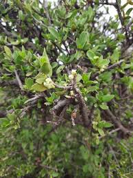 Image result for Pyrostria