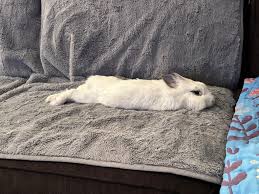 Image result for tbn:nuNU7FPK4A54yM::rvforsaleguide.com/images/bunny-resting-picture.jpg
