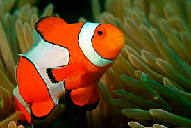Image result for clownfish