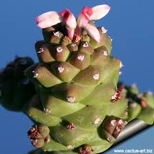 Image result for Monadenium friesii