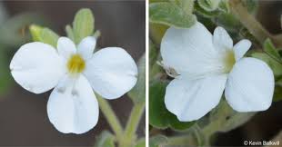 Image result for Barleria sp. D (near holubii)