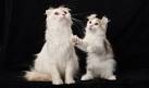 American Curl Cat Breed Information, Pictures ...