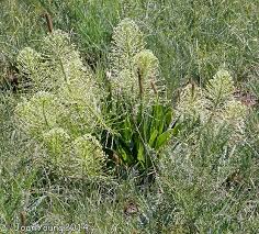 Image result for Schizocarphus nervosus