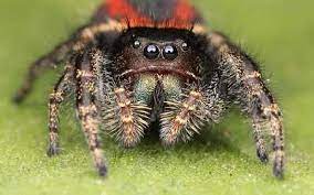 Maybe you would like to learn more about one of these? My Pet Jumping Spider