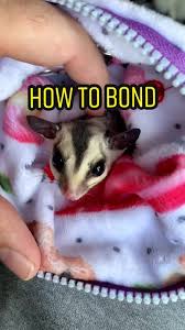 Exotic Nutrition Hangouts Grey Glider Bonding Sugar Glider Carry Pouch |  Petco