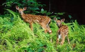 White Spotted Deer With Baby Rainforest Animals Animals Wild Animals Beautiful