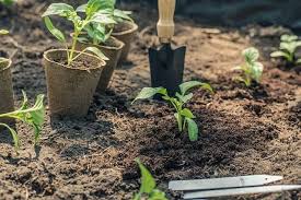 Our experts share gardening advice 4. 30 Great Zone 5 Plants To Grow Gardening Channel