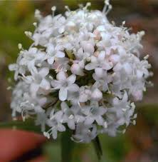 Image result for Valerianaceae