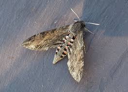 Image result for Pyla fusca