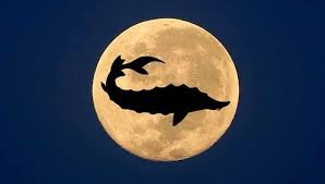 Jul 24, 2021 · the next august full moon is sunday, august 22, 2021 08:02 est based on the data provided by nasa. When To See Full Moon August 2021 Knowinsiders