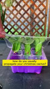Image result for cactus cuttings