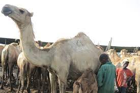Do you like this writer? Camelbert Anyone Chr Hansen Unveils Camel Cheese Recipes