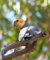 World Parrot Trust Cockatiel Pet Birds Pretty Birds