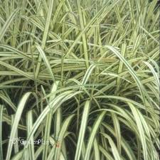 Image result for Eulalia