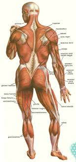 Think about what you want to look for, then place. Anatomy Part 7 Muslces And Their Popular Names