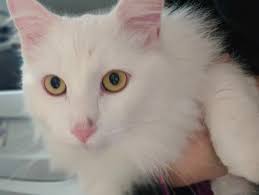 My cat by S. 8th Street is lost