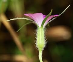 Image result for Cerastium afromontanum