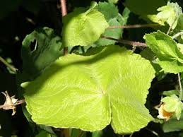 Image result for Abutilon mauritianum