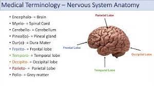 Medical Terminology Lesson 8 Nervous System Cardiorespiratory And Endocrine Anatomy Terms Youtube