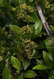 Image result for Secamone