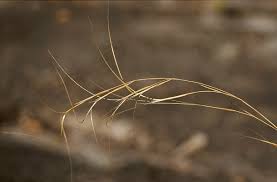 Image result for Aristida diffusa