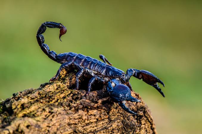 Emperor Scorpion – The Lawrence Hall of Science
